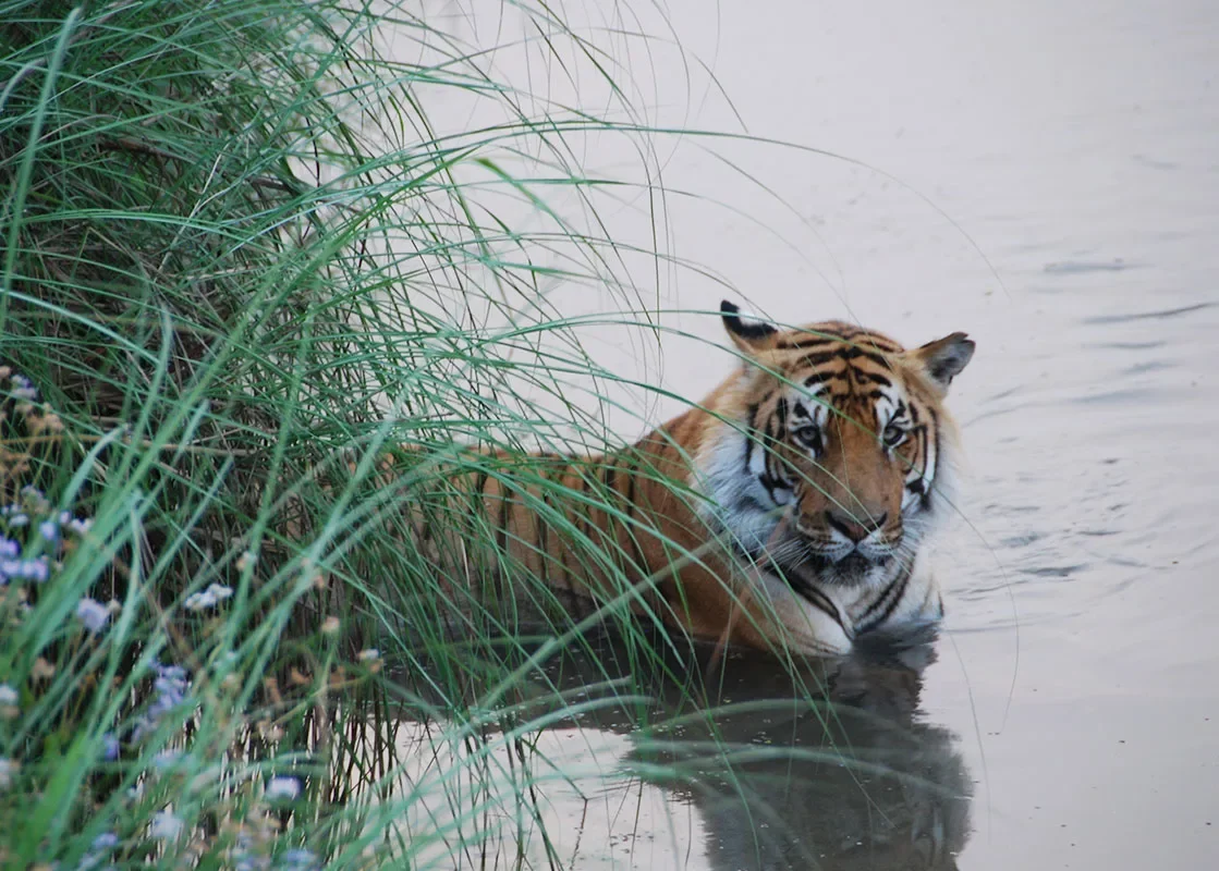 Chitwan and Bardia Adventure