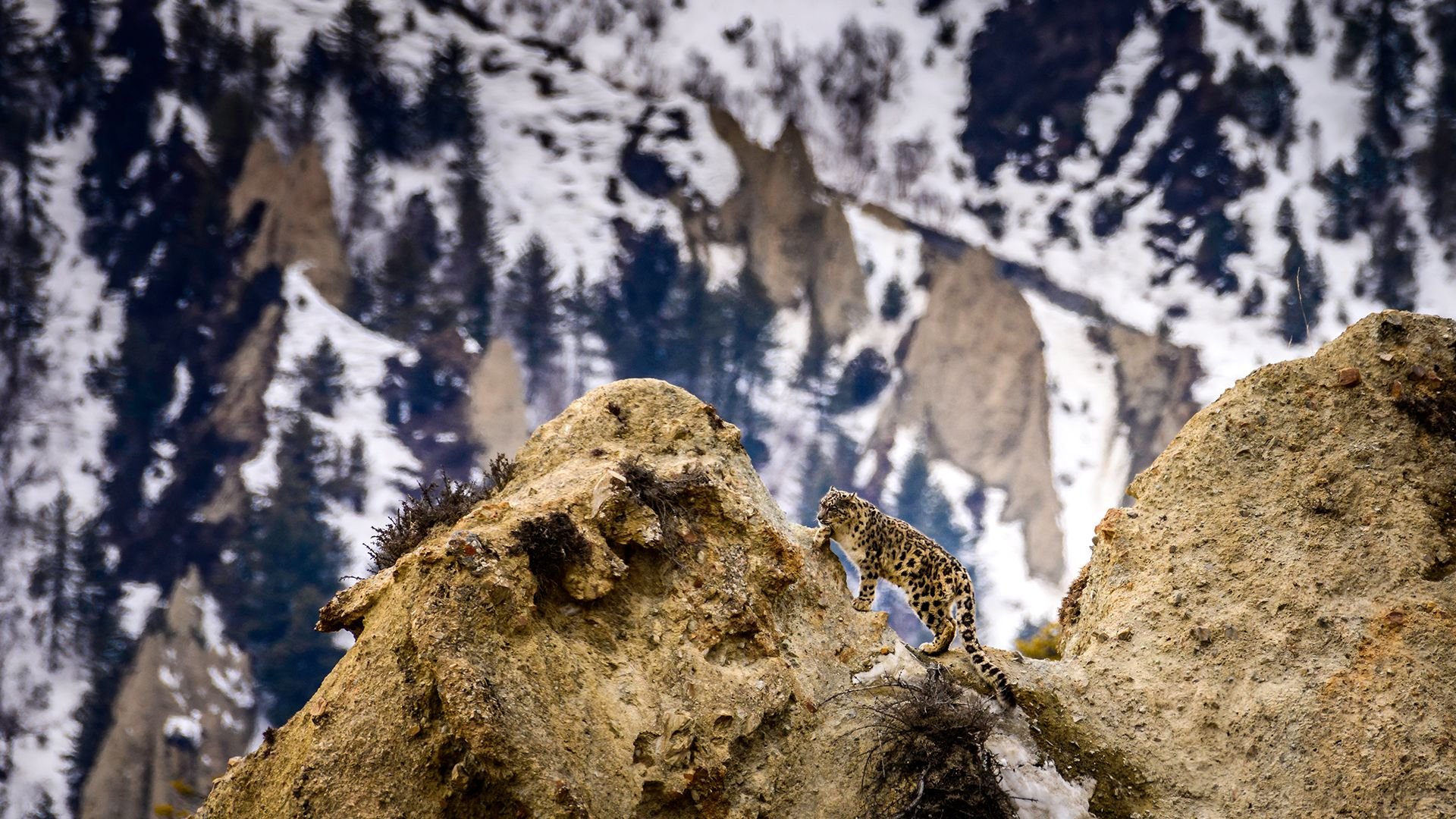Snow Leopard Trek in Nepal