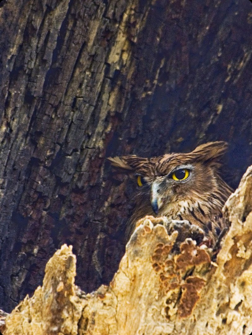 Bird Conservation Trip